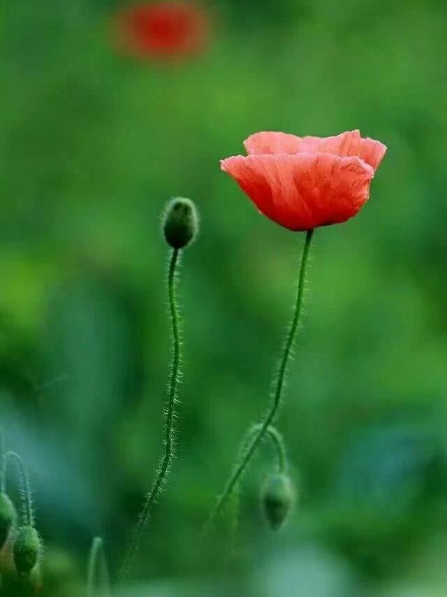 虞姬珠碎兵戈里 只应遗恨寄芳丛一一虞美人花诗词16首