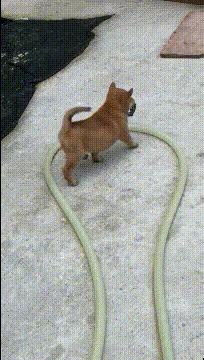 搞笑gif:这么优秀的狗子,炖肉肯定特别香