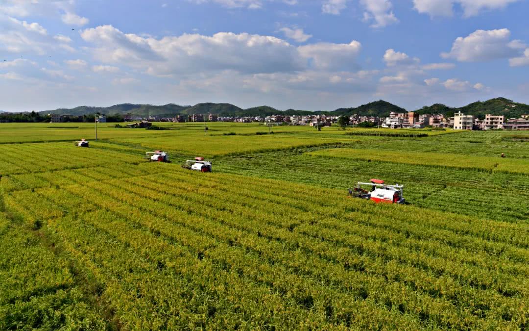 图片来自农财网种业宝典 全球粮食安全面临疫情"大考"