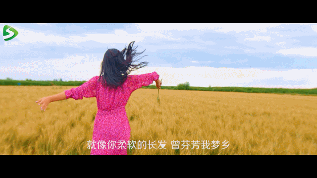 金色的河套麦田惊艳世间