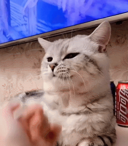 喵星人,萌宠,生活趣事,二货