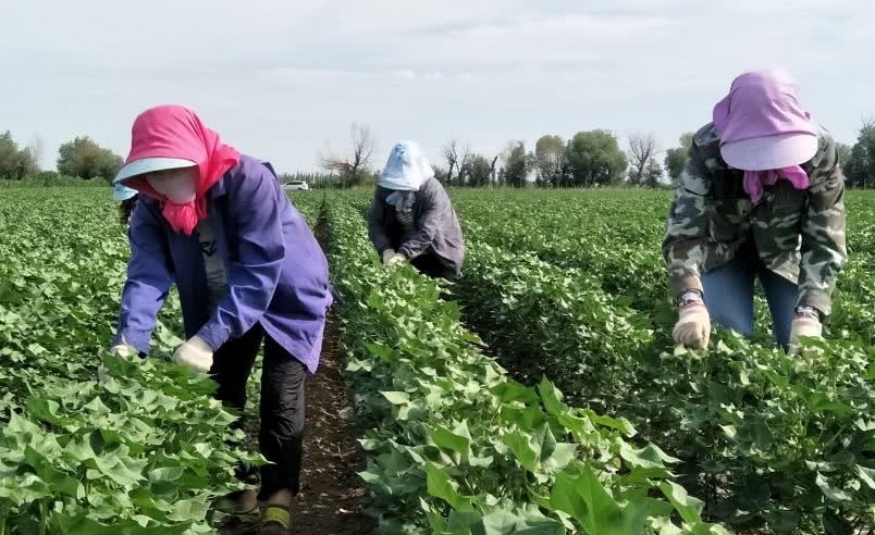 二,棉花机械打顶与化学打顶的比较
