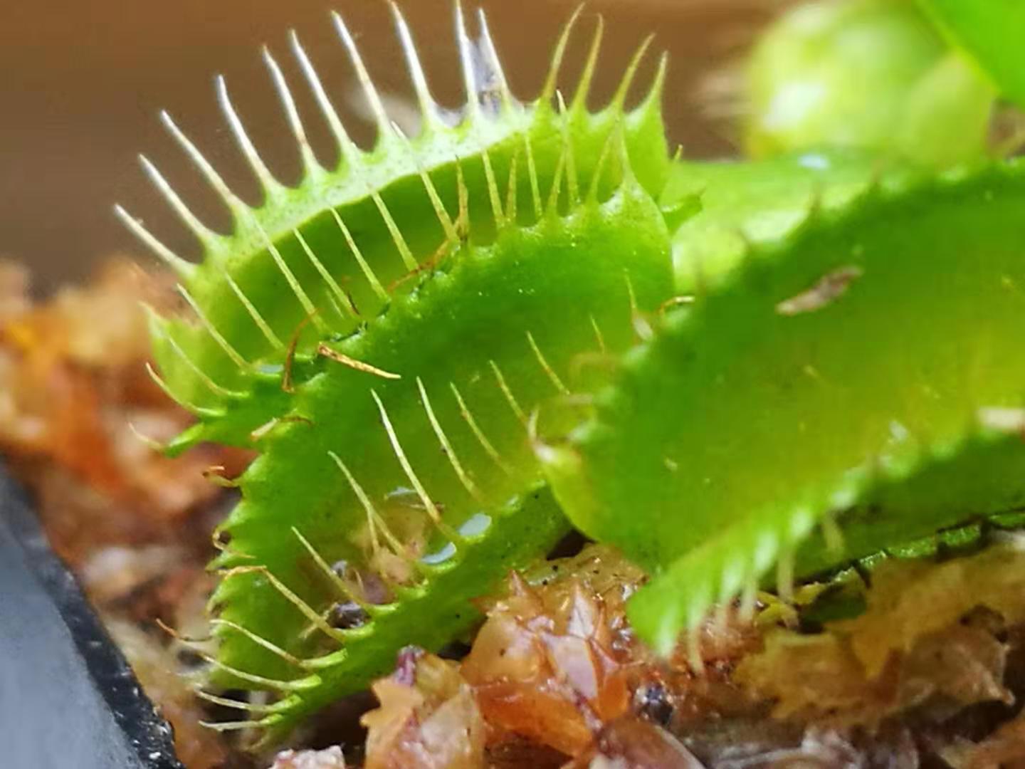 长相怪异的食肉植物——捕蝇草