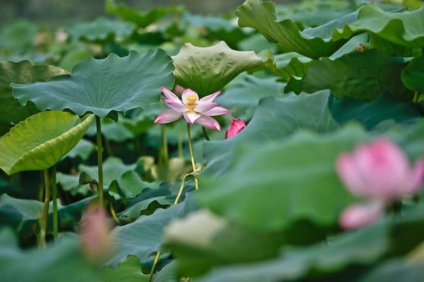 肥东,肥东县,荷花,乐游,李福凯,合肥,撮镇,长临河镇,东城