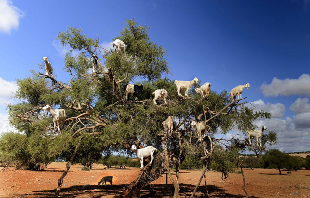 会爬树的山羊:能爬10米高的大树,粪便都是宝贝,却是一场骗局?