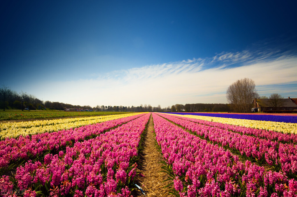 荷兰:高效率高产能,用科技打造农业奇迹,寻找农业出路(二)