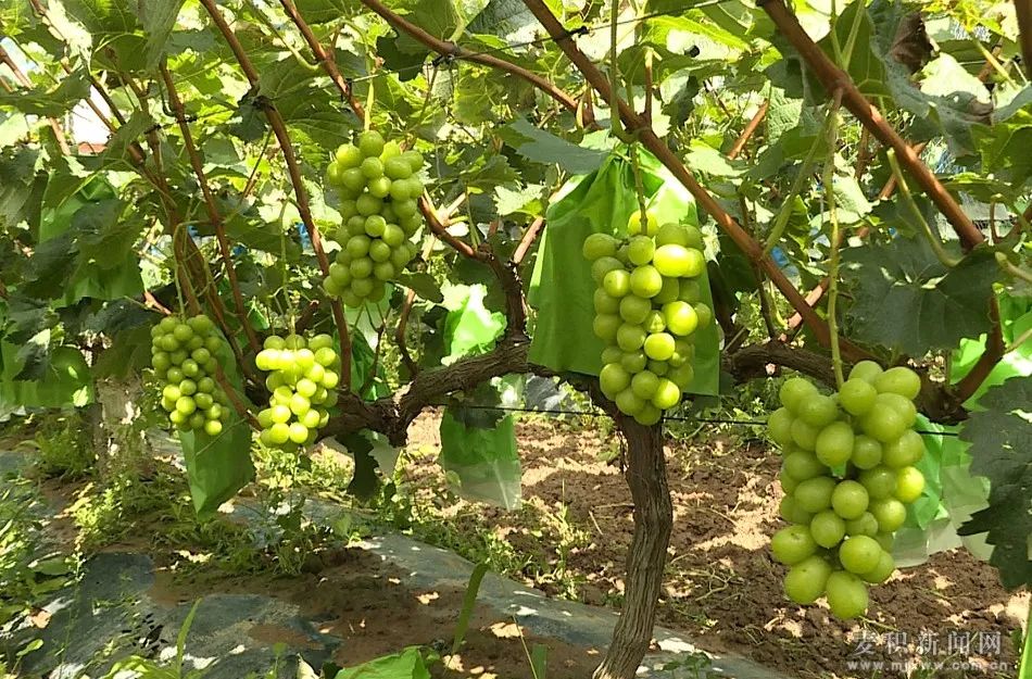葡萄,家庭农场,雷玉奎,农场,葡萄种植,新阳镇,阳光玫瑰