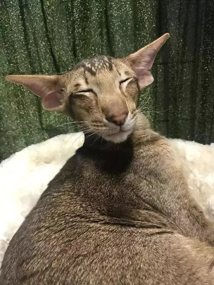 美国有只网红猫,离世的时候惊动了美国航天局