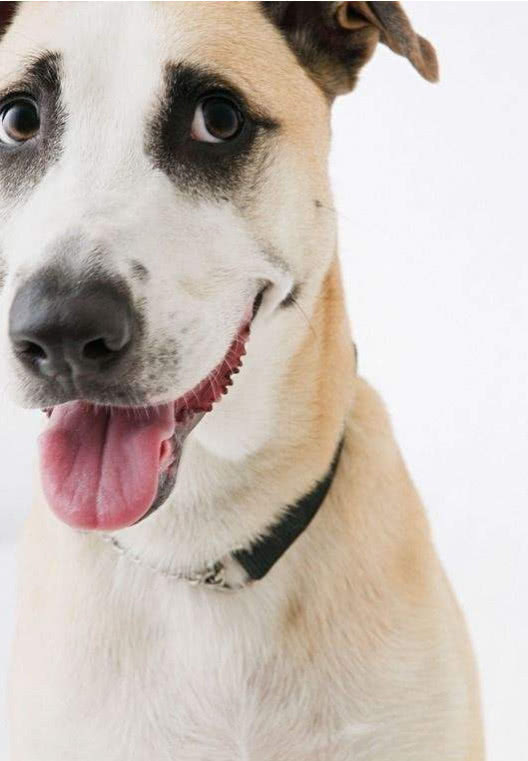 狗狗的护理常识 急性出血性腹泻综合征ahds或hge