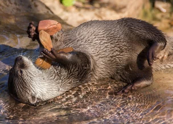 水獭爱玩石头情有独钟,英大学研究称或与其肚子饿有关!