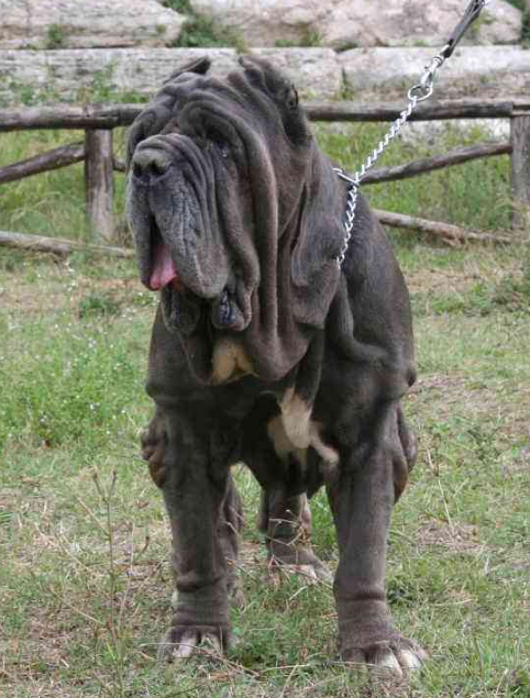 黑手党的挚爱,旧时代的霸主