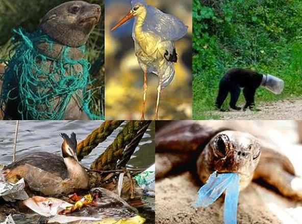 成语故事:暴殄天物