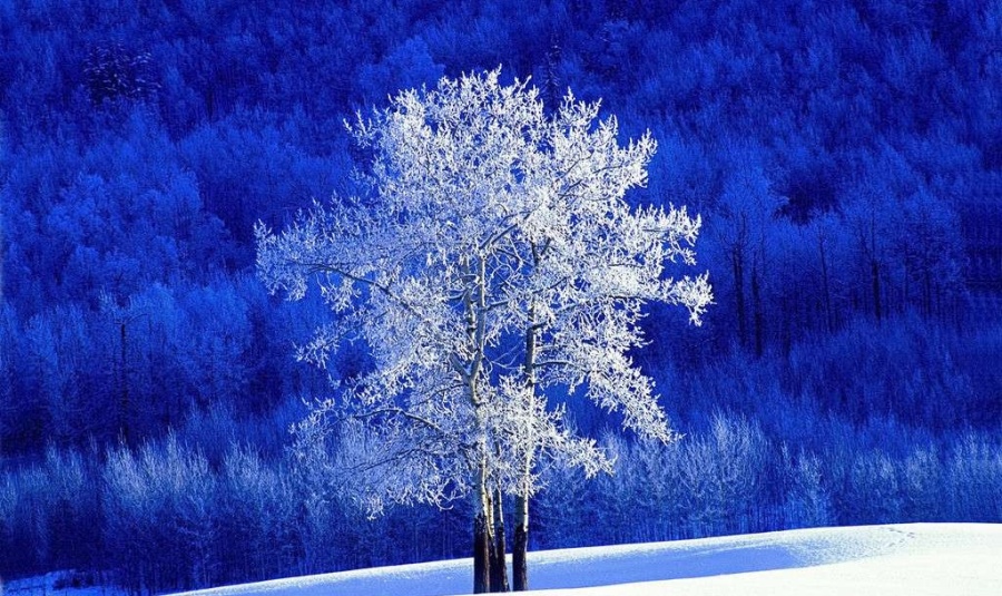 以 咏雪 雪趣 为主题的临屏诗词