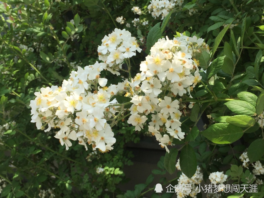 蔷薇花 能爬墙的七姊妹是啥