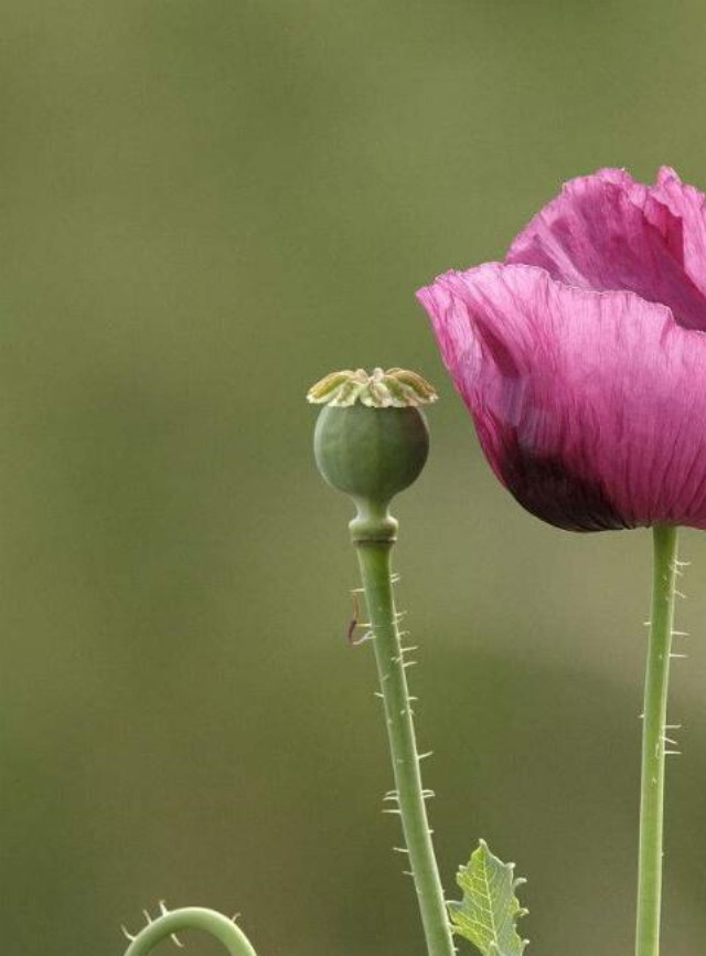 罂粟花 花朵鲜艳 珍爱生命 远离毒品