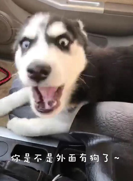 主人来接寄养的二哈 狗狗一脸冷漠看着他 下次给医院送装修费吧