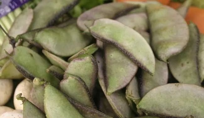 吃扁豆会中毒吗?