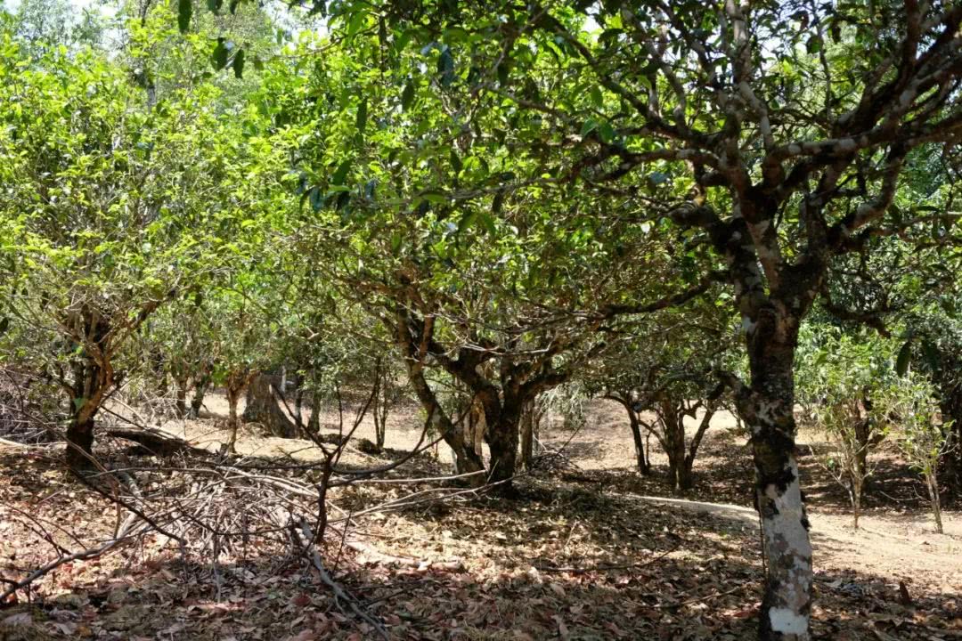 古树白茶的原产地,位于云南的西双版纳,有 "北纬21°唯一的绿洲"之称