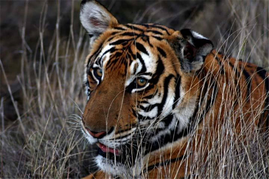 盘点老虎吃什么食物?老虎吃什么食物