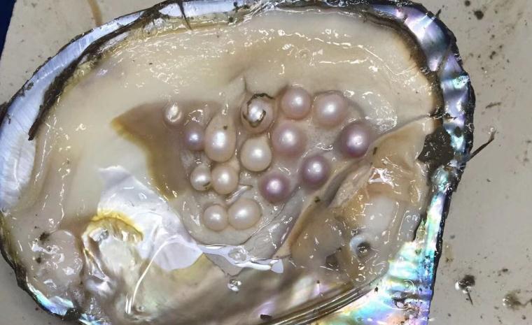 河蚌,珍珠,顾客,养殖户,红海