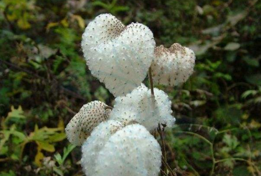 野草上长"棉花",农村人不当回事,老中医却说它是祛风湿良药!