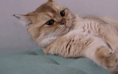 慢慢在沙发上躺好的小猫,果然还是舒服的魅力更大一点!