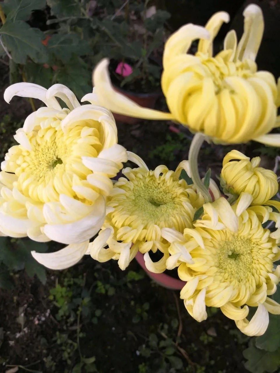 12种"养生花",老医生都喜欢养,家里来一盆,漂亮又养人,1盆顶多盆!