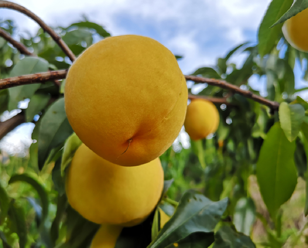 7日起,潇湘晨报全媒体直播带你看海拔1000米炎陵黄桃园