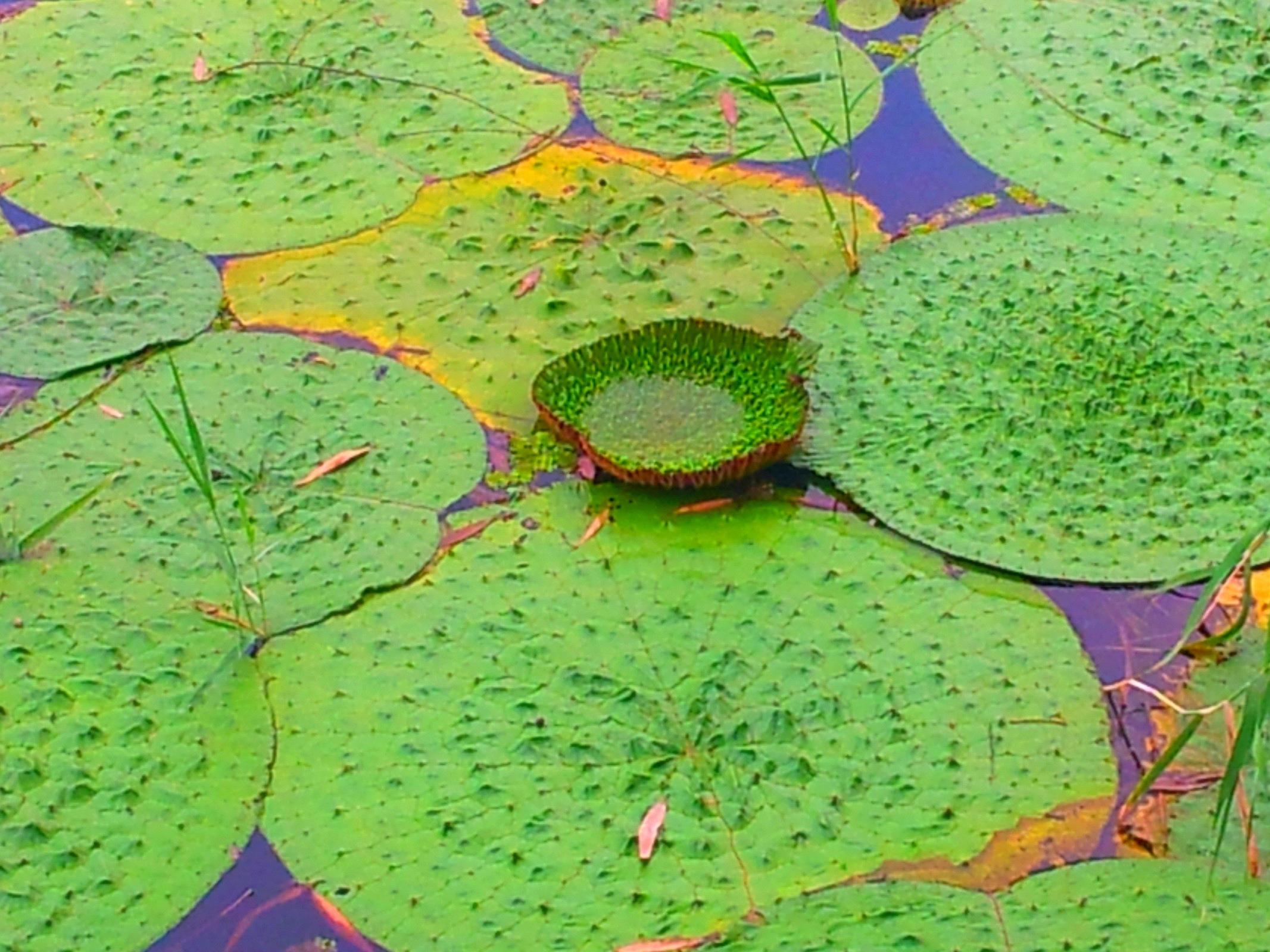 本草植物志之芡实原来与一个叫纤纤的美丽寡妇有关