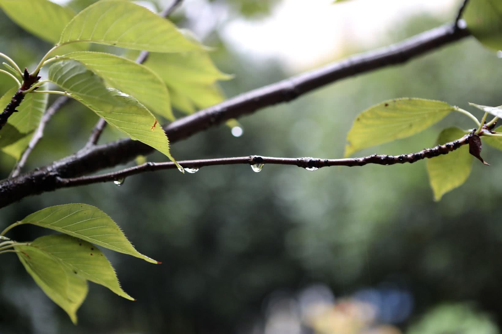 小雨中雨,河南这轮降雨要一直下到