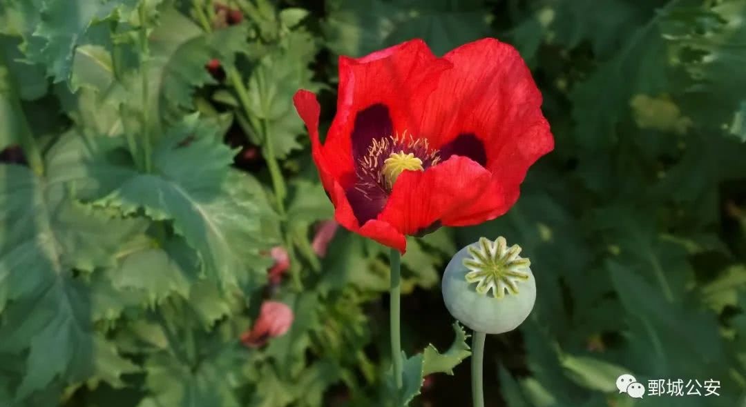 将非法种植毒品原植物的犯罪嫌疑人杨某抓获,铲除非法种植罂粟800余株