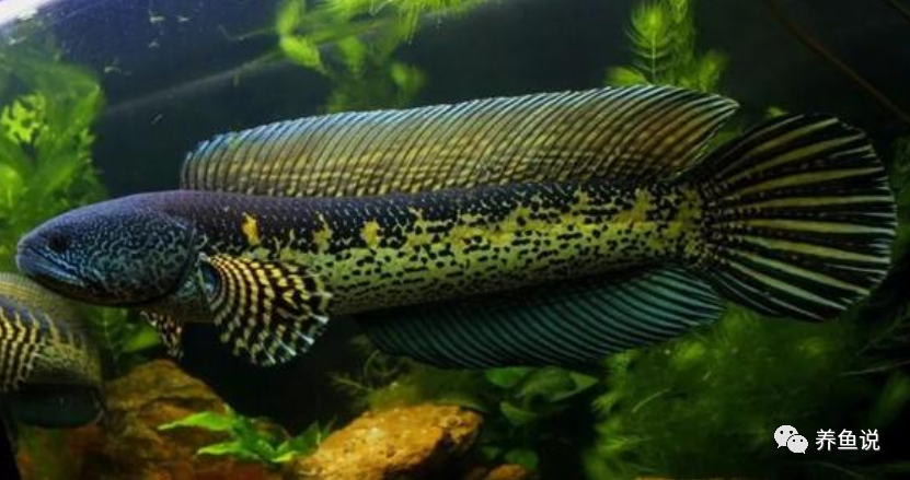 这几个品种值得一试,养起来也好看