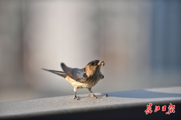 堂前飞燕衔新泥丨图集