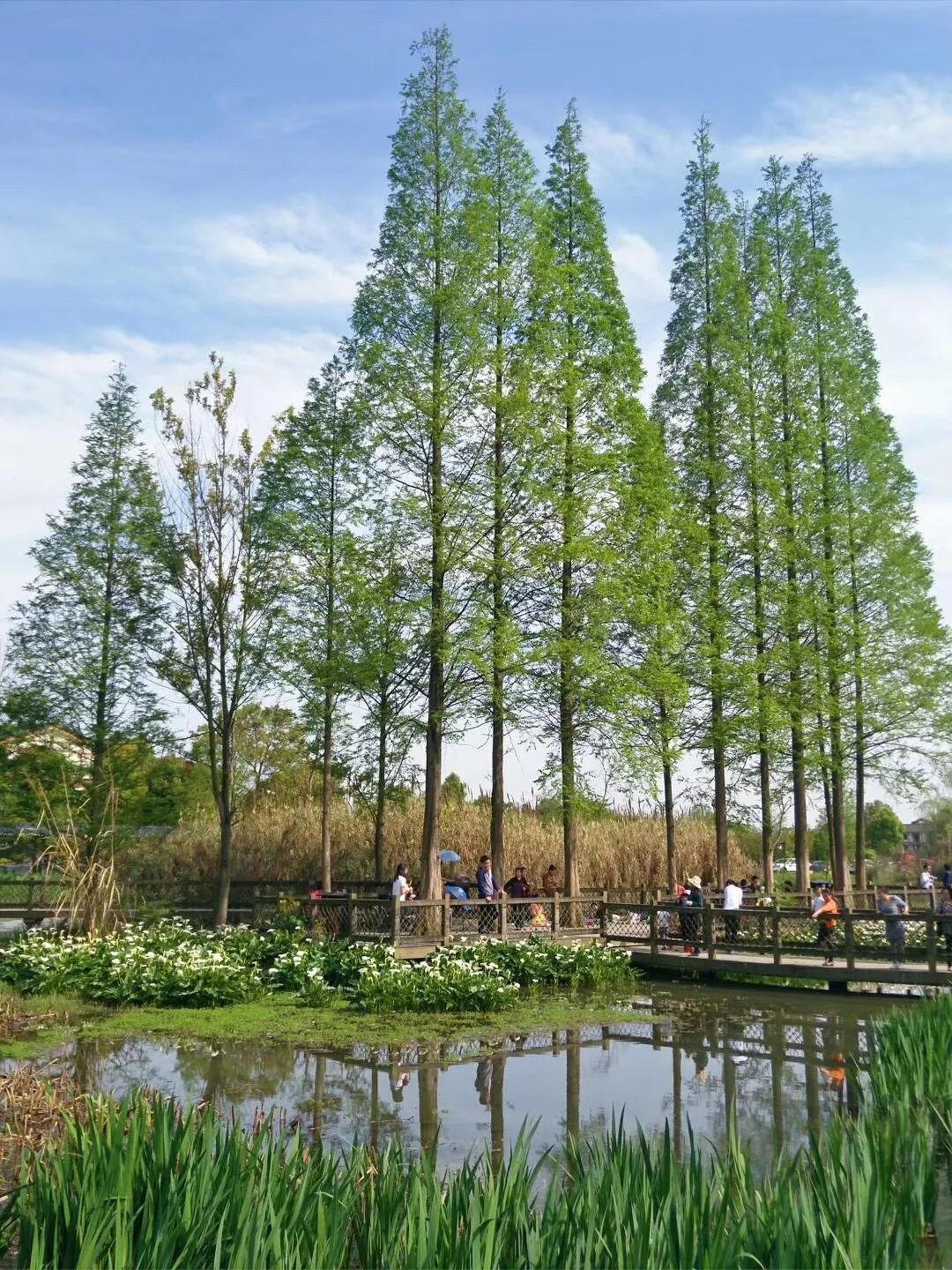 温江,地铁,成都,湿地公园,凤溪,温江区,黄石站