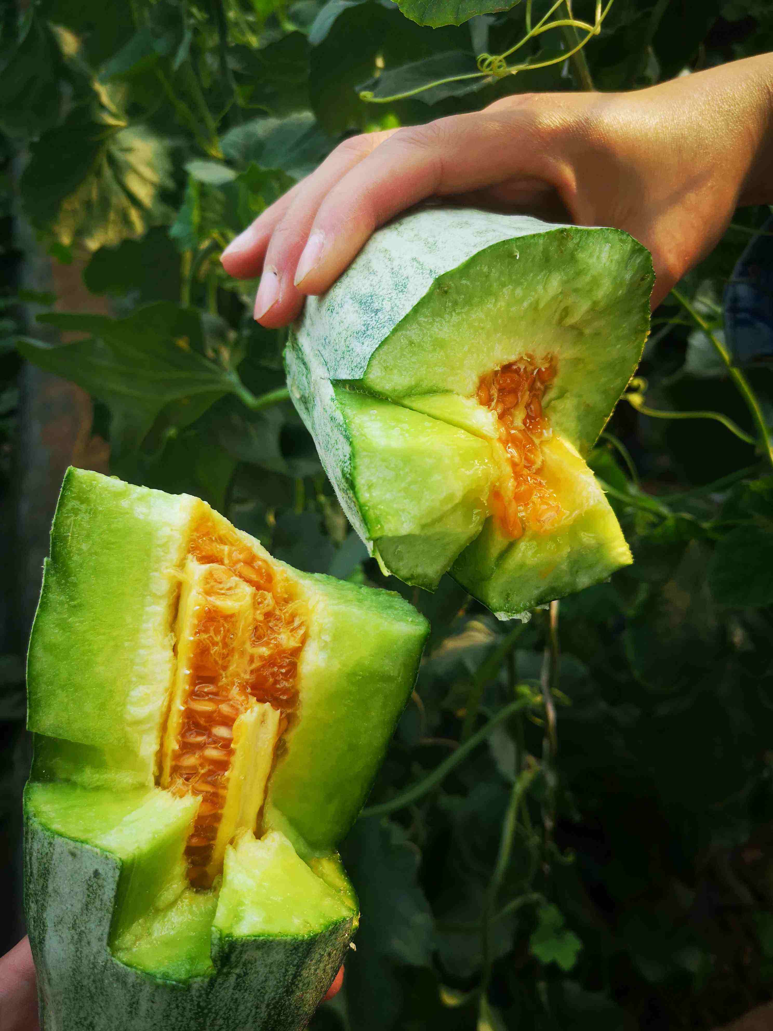 羊角脆甜瓜怎么吃呀 _羊角蜜甜瓜怎么吃