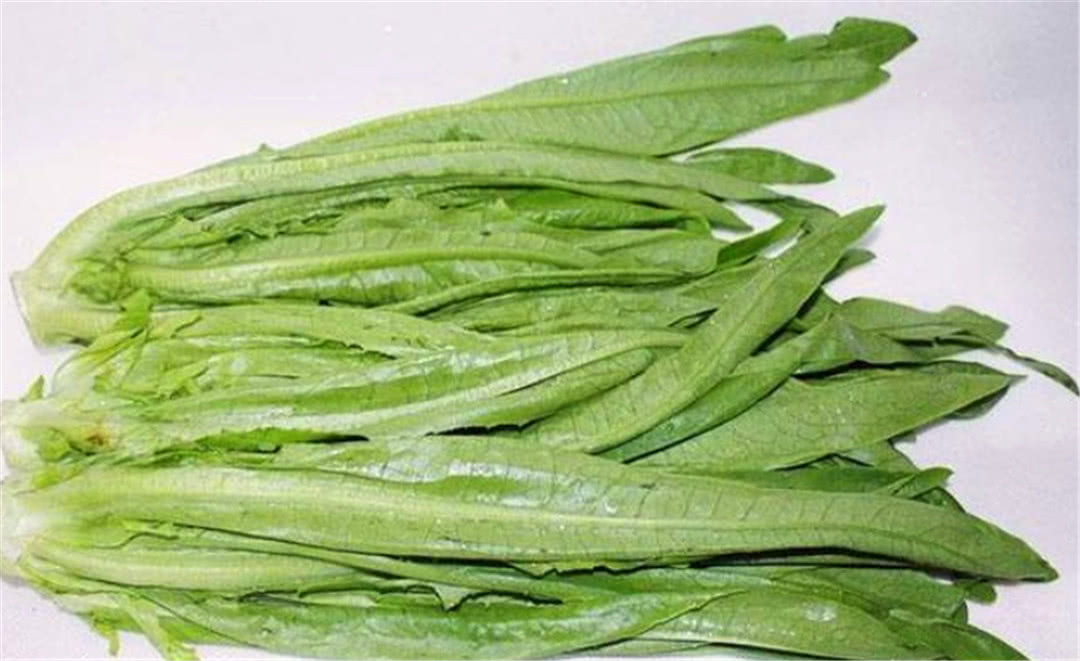 油麦菜为什么被称为草中之王?