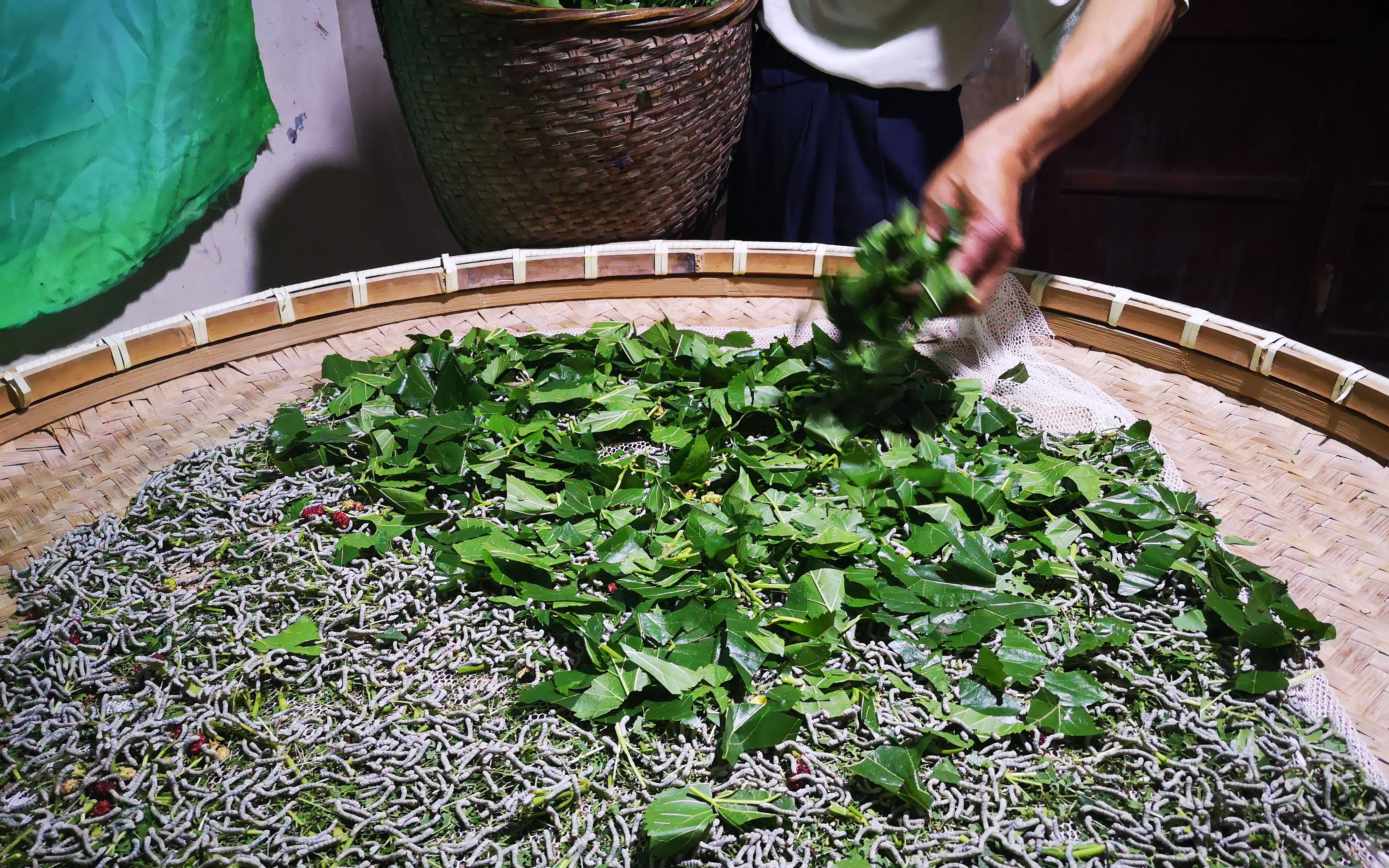 小满节气蚕宝宝"成年" 浙江桐乡蚕农"望蚕讯"