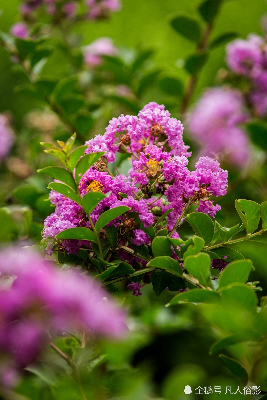 张跃摄影作品:紫薇花开
