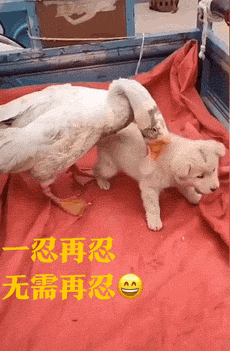 230_351gif 动态图 动图