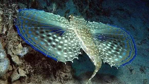 鱼儿都是"哑巴"吗?