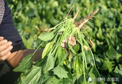 原产于伊朗,如今却成我国创汇主力,人称"飞龙菜"是火锅的绝配