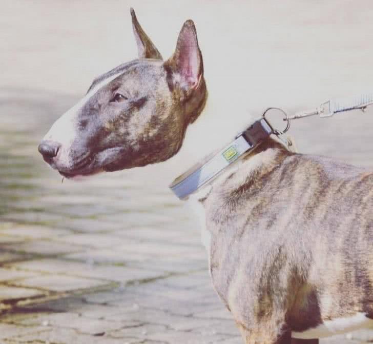 2.这是一张感光过度的照片,让狗的头看起来像是悬浮的.