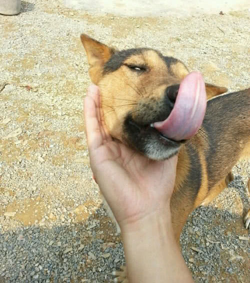 狗狗的另类搞笑图片,让人看不懂的搞笑!