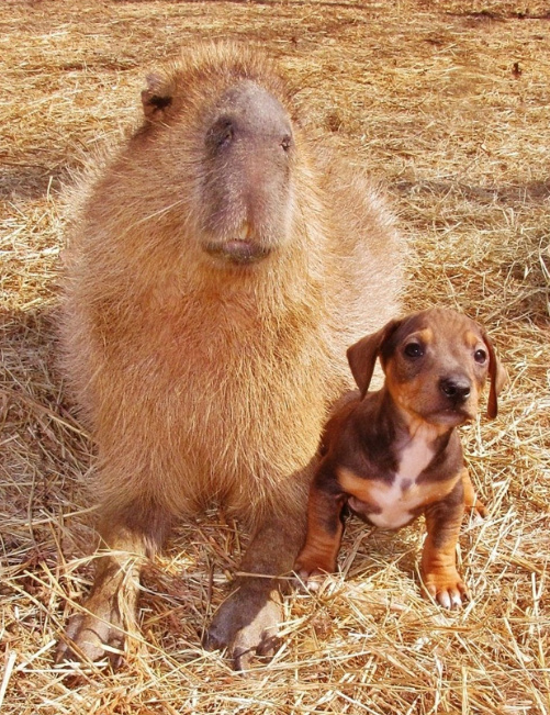 神奇的大自然,被动物争着吃屎的水豚君?
