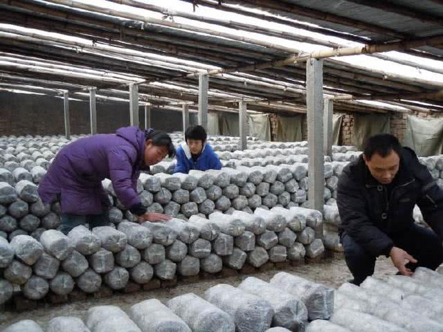 平菇熟料栽培有哪些优点?怎么调配培养料?平菇种植要点要记牢