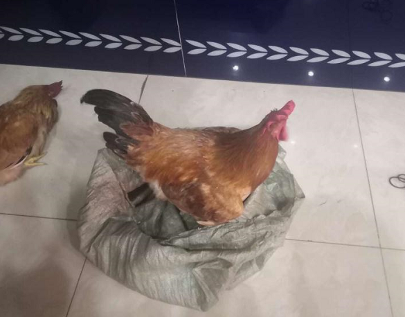 花街惊现偷鸡贼?9小时后