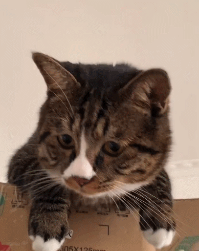 顽皮活泼好动的小猫咪,这天真可爱的的表情,太惹人喜爱了!