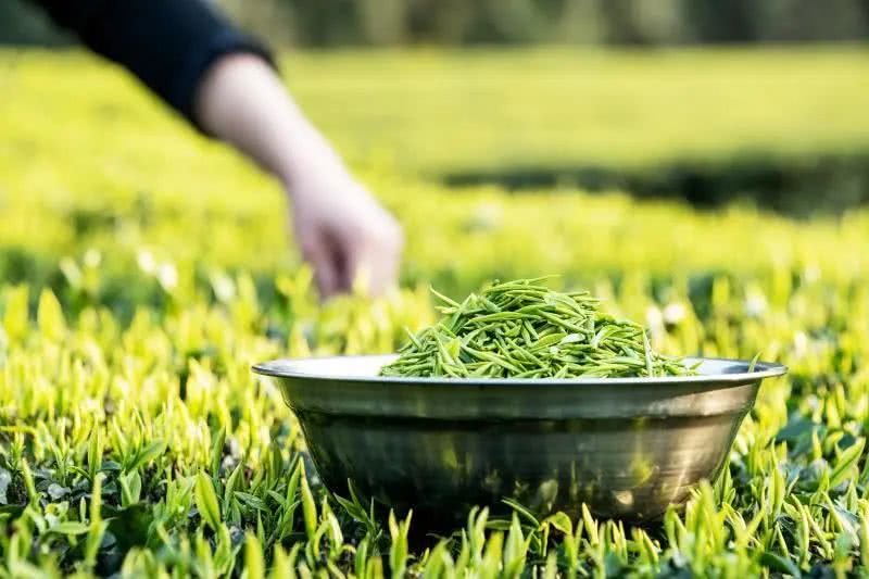 利川毛坝春茶采摘热火朝天,当地上百家茶企已复工复产