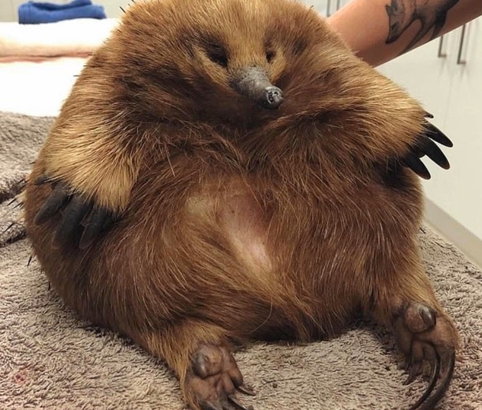 澳洲一针鼹鼠遭遇车祸,因太胖幸运地躲过一劫