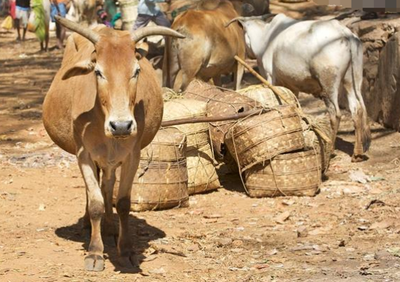 印度500万流浪牛不能吃,政府欲把监狱改造成牛棚,还给赡养费